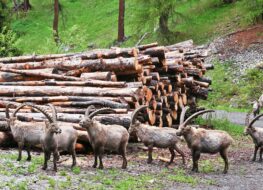 006 - vorwärts marsch